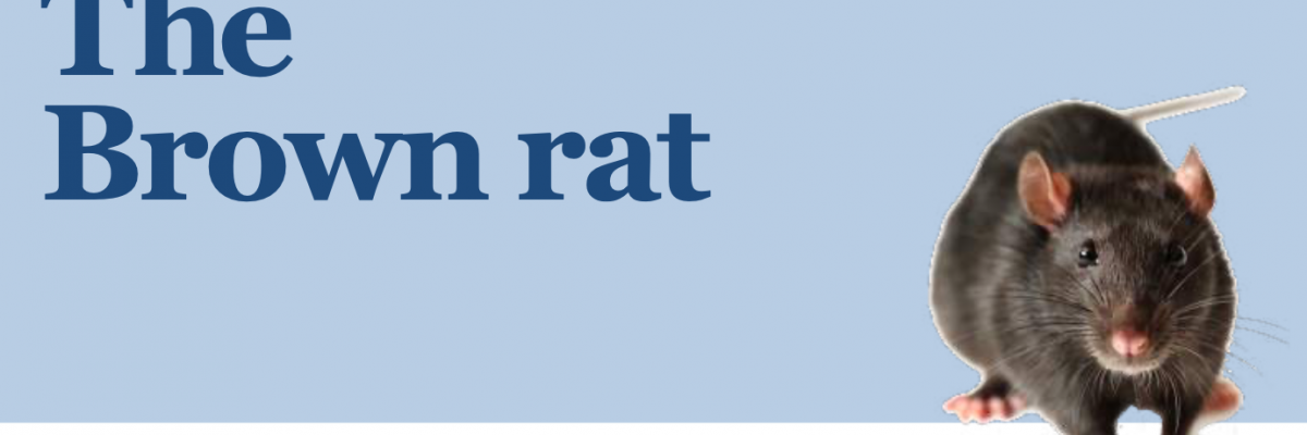 CEPA brown rat fact sheet